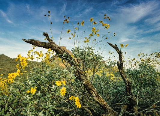 Arnica: Il Rimedio Naturale per Contusioni e Traumi da Padel